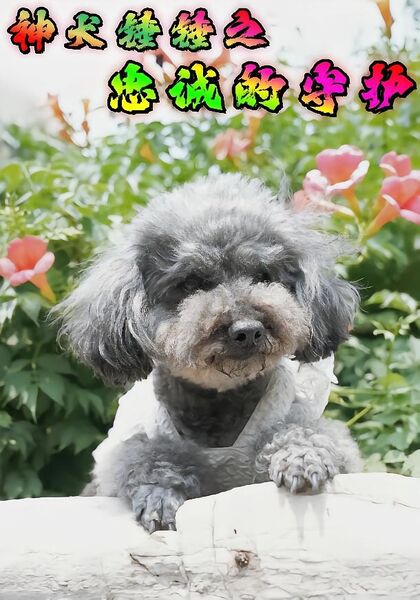 神犬锤锤之忠诚的守护