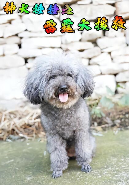 神犬锤锤之雷霆大援救