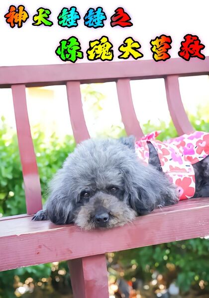 神犬锤锤之惊魂大营救