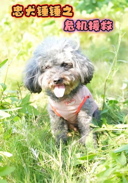 忠犬锤锤之危机援救