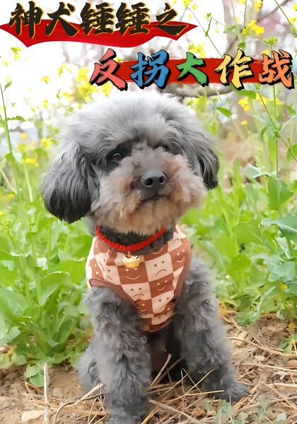 神犬锤锤之反拐大作战