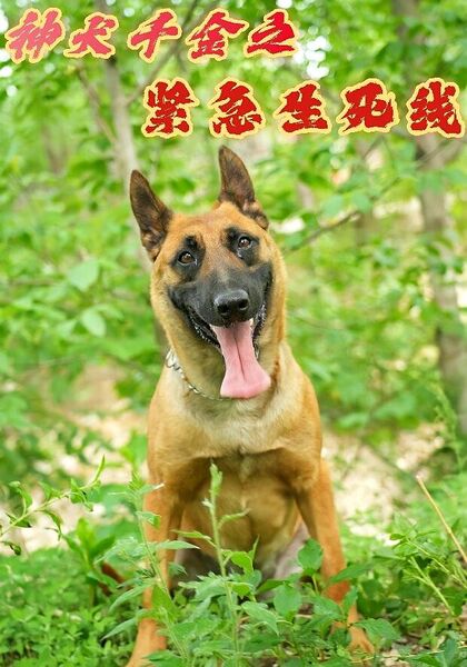 神犬千金之紧急生死线