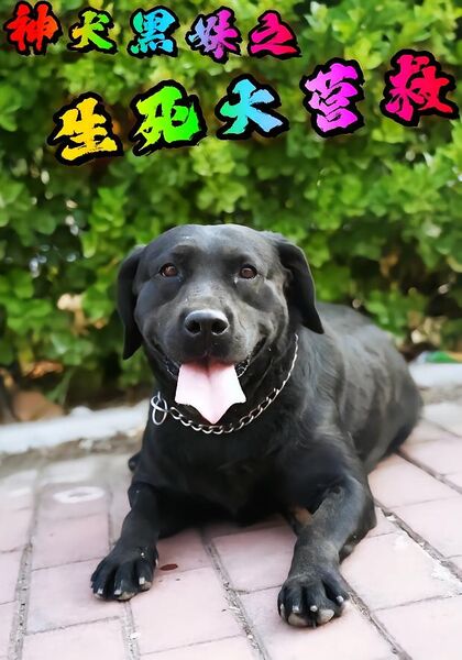神犬黑妹之生死大营救
