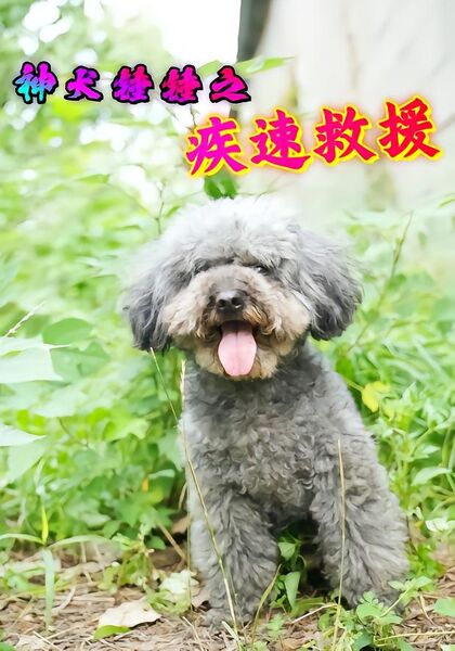 神犬锤锤之疾速救援