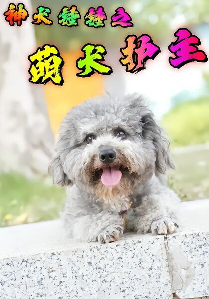 神犬锤锤之萌犬护主