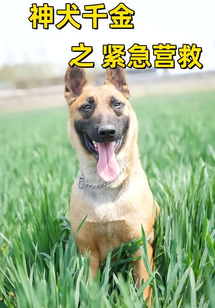 神犬千金之紧急营救