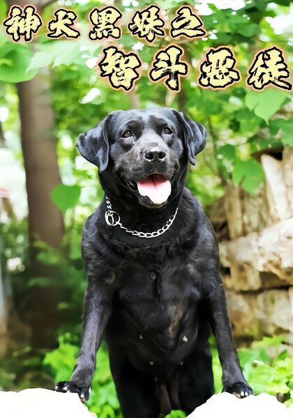 神犬黑妹之智斗恶徒