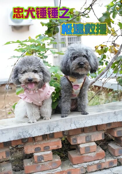 忠犬锤锤之极速救援