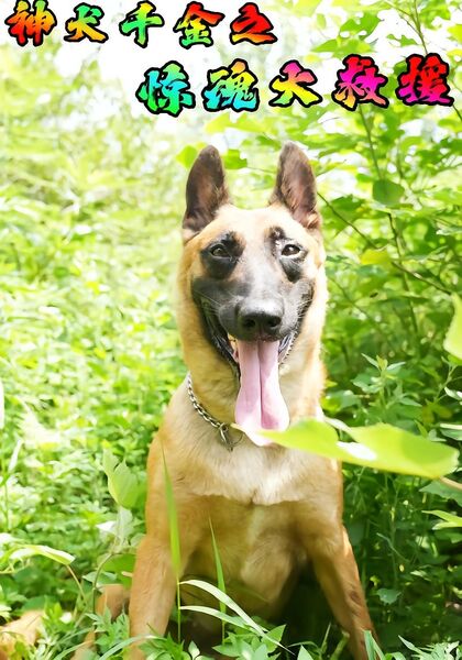 神犬千金之惊魂大救援