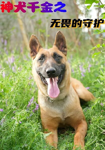 神犬千金之无畏的守护