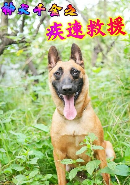 神犬千金之疾速救援