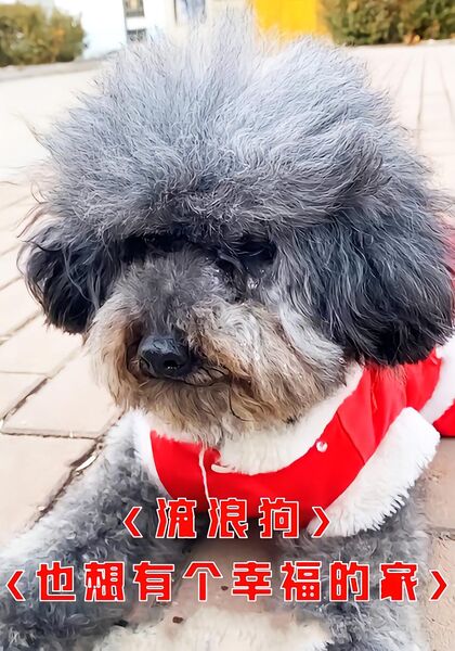 流浪狗也想有个幸福的家