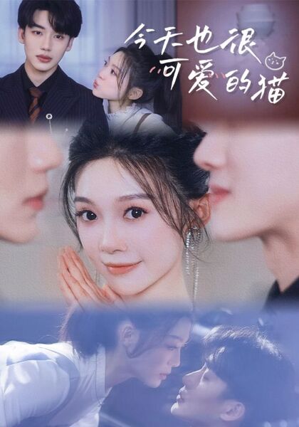 今天也很可爱的猫